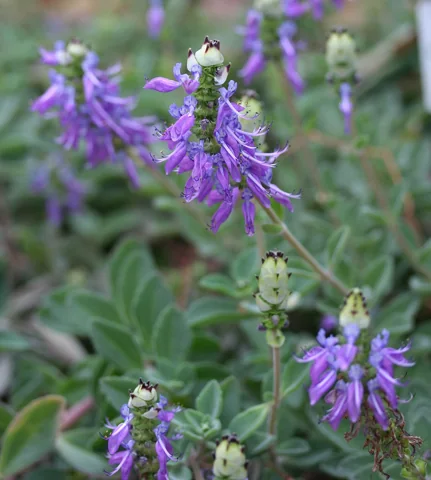 Purple flowers of Plectranthus ornatus.