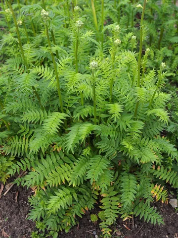 Divided foliage and upright stems of Polemonium caeruleum.