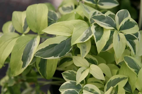 Variegated foliage of Polemonium reptans 'Stairway to Heaven'.