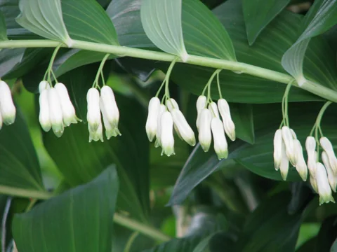 Arching leafy stem with hanging white flowers of Polygonatum multiflorum.