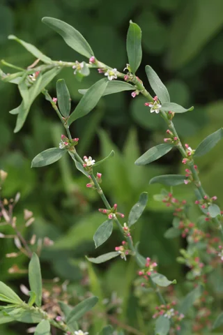 Small flowers and leaves along the stems of Polygonum aviculare.