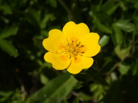 Yellow flower of Potentilla aurea.