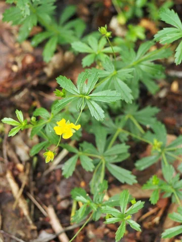 Yellow flowers and divided leaves of Potentilla erecta.