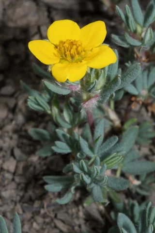 Yellow flower and grey-green foliage of Potentilla fruticosa.