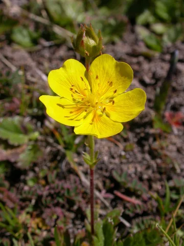 Yellow flower of Potentilla grandiflora.