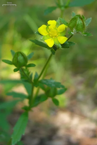 Yellow flower and leaves of Potentilla norvegica.