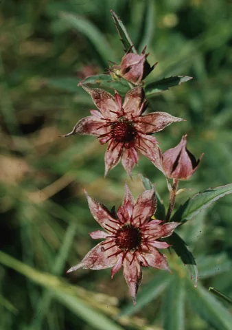 Dark red flowers of Potentilla palustre.
