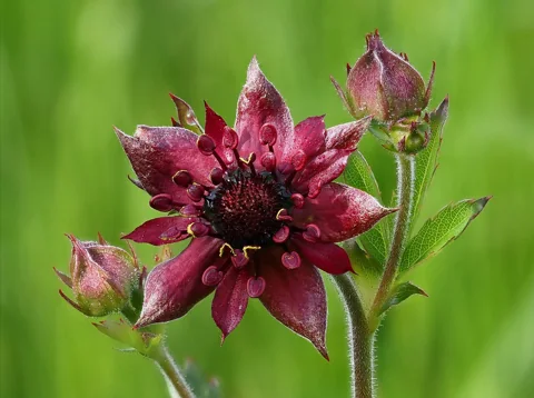Dark red flower and buds of Potentilla palustris.