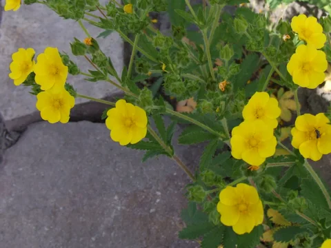 Yellow flowers above the foliage of Potentilla recta.