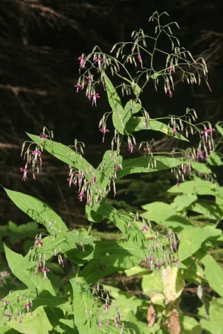 Leafy stems and small nodding flowers of Prenanthes purpurea.