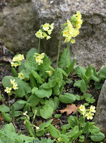Pale yellow flowers above the basal foliage of Primula elatior.