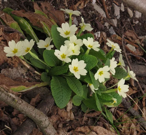 Primula vulgaris in flower.