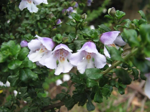 Pale flowers and small leaves of Prostanthera cuneata.