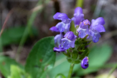 Purple flowers of Prunella grandiflora.