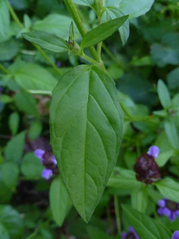 Leafy flowering growth of Prunella vulgaris.
