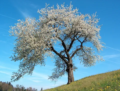 Prunus avium tree covered in white blossom against a blue sky.