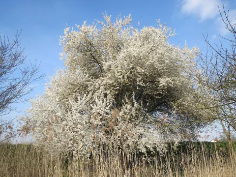 Prunus cerasifera tree flowering beside bare branches in early spring.