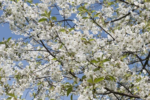 Flowers of Prunus cerasus.