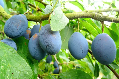 Ripening damsons on leafy branches of Prunus domestica ssp. insititia.