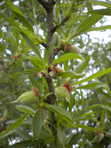A leafy almond branch with developing fruits (Prunus dulcis).