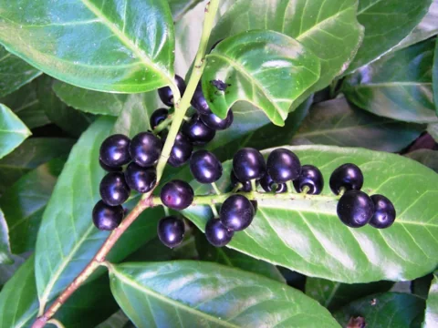Dark fruits and glossy foliage of Prunus laurocerasus.