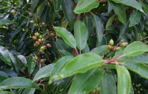 Fruiting leafy branches of Prunus lusitanica.