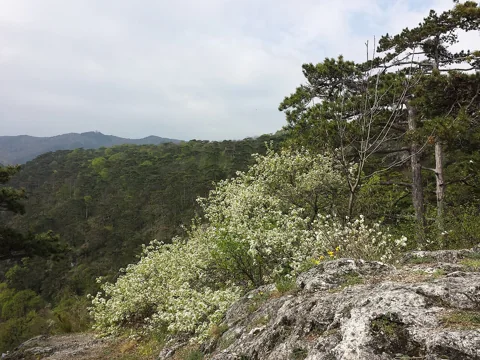 Flowering shrub of Prunus mahaleb on a rocky slope.