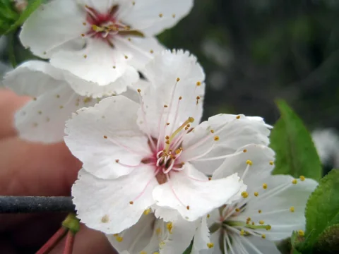 White blossoms of Prunus nigra.