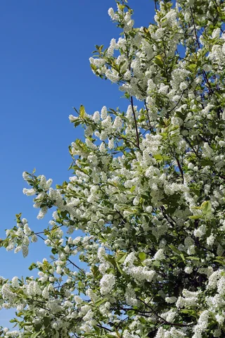 White flower racemes and leafy branches of Prunus padus.