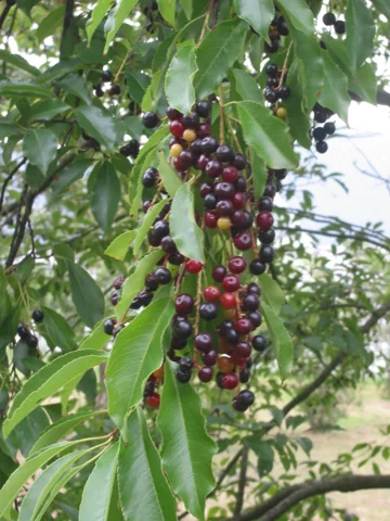 Ripening fruit racemes and leaves of Prunus serotina.