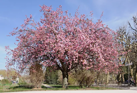 Flowering tree of Prunus serrulata 'Kanzan'.