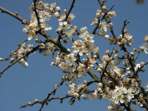 Flowers of Prunus spinosa.