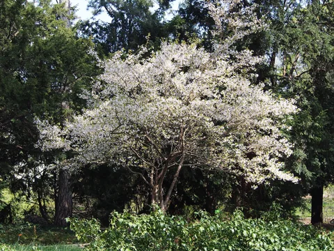 Whole flowering tree of Prunus subhirtella.