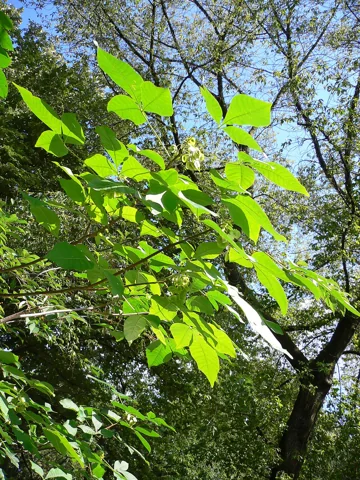 Leafy branches of Ptelea trifoliata growing outdoors.