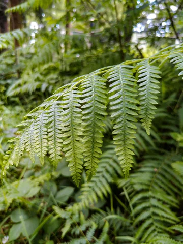 Divided fronds of Pteridium aquilinum.