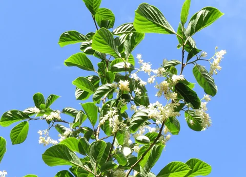 Flowering branch and broad leaves of Pterostyrax corymbosa.