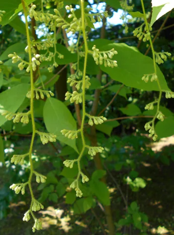 Pendant flower buds and leaves of Pterostyrax hispida.