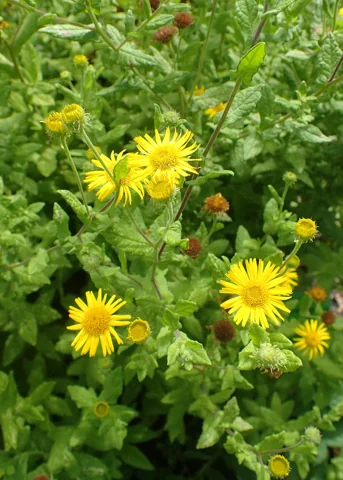 Yellow flowers and leafy growth of Pulicaria dysenterica.