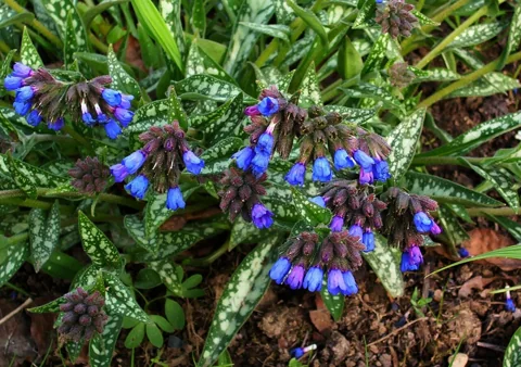 Blue flowers and spotted narrow leaves of Pulmonaria longifolia.