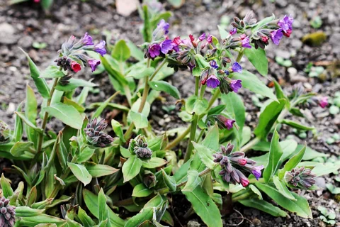 Flowering clump of Pulmonaria montana.