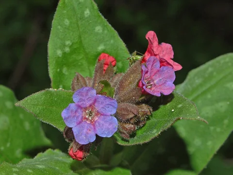 Flowers and spotted foliage of Pulmonaria officinalis.