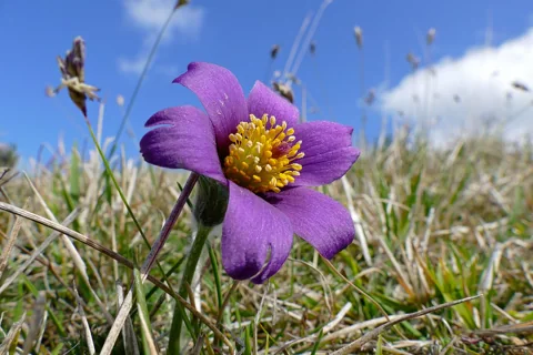 Purple flower of Pulsatilla vulgaris.
