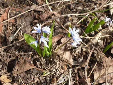 Pale striped flowers and leaves of Puschkinia scilloides var. libanotica.