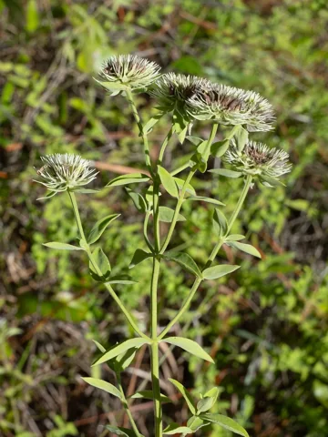 Leafy stems and developing seed heads of Pycnanthemum flexuosum.