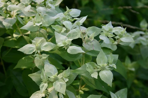 Flower heads and pale bracts of Pycnanthemum muticum.