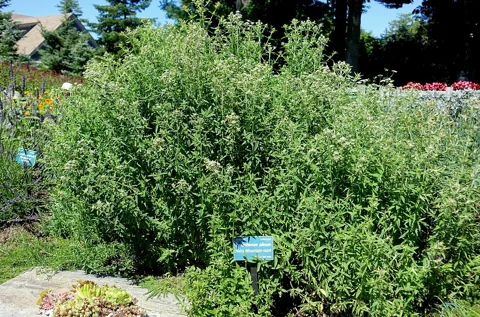 Large leafy clump of Pycnanthemum pilosum.