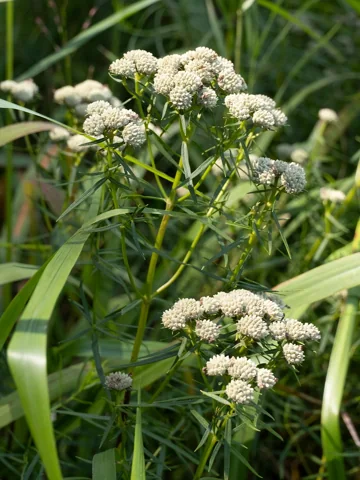 Flower heads and narrow foliage of Pycnanthemum tenuifolium.