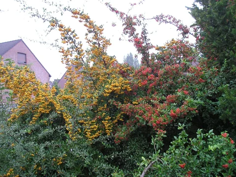 Fruiting shrubs of Pyracantha coccinea with red and orange berries.