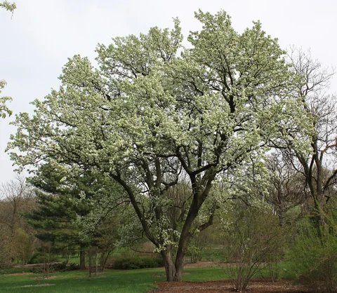 Flowering tree of Pyrus calleryana var. dimorphophylla.