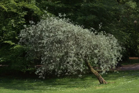 Weeping tree of Pyrus salicifolia 'Pendula'.